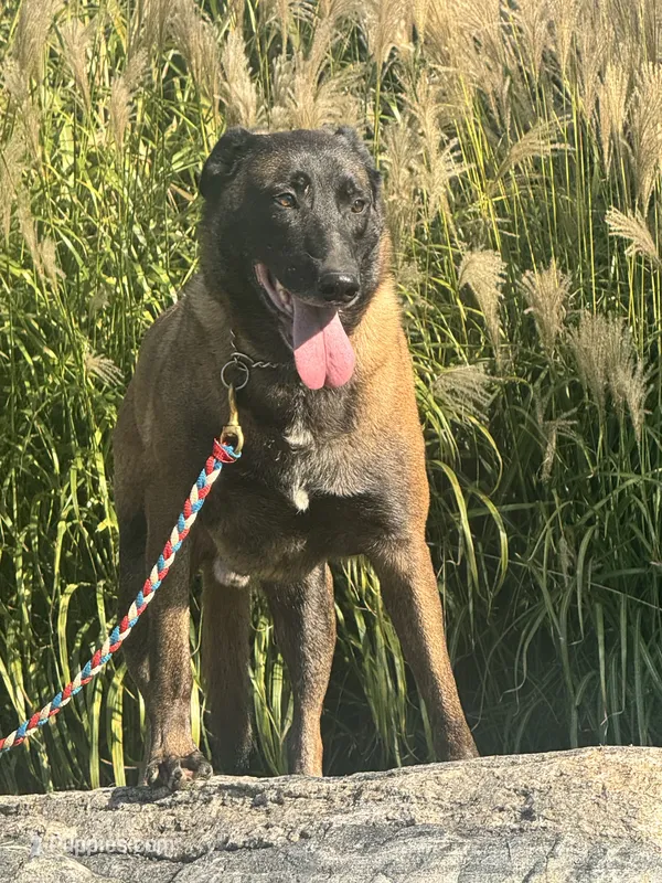 Tigger, a male Belgian Malinois for sale in Greenwood, IN – 1 of 3
