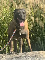 Tigger, a male Belgian Malinois for sale in Greenwood, IN – 1 of 3