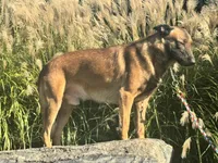 Triage, a male Belgian Malinois for sale in Greenwood, IN – 4 of 5