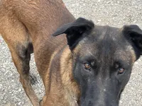 Tigger (sold), a male Belgian Malinois for sale in Greenwood, IN – Photo 2 of 5