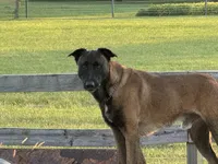 Tigger (sold), a male Belgian Malinois for sale in Greenwood, IN – Photo 5 of 5