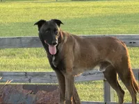 Tigger (sold), a male Belgian Malinois for sale in Greenwood, IN – Photo 1 of 5