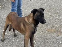 Tigger (sold), a male Belgian Malinois for sale in Greenwood, IN – Photo 3 of 5