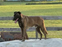 Tigger (sold), a male Belgian Malinois for sale in Greenwood, IN – Photo 4 of 5
