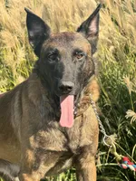 Riot, a male Belgian Malinois for sale in Greenwood, IN – 2 of 4