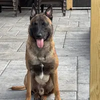 Trauma(sold), a male Belgian Malinois for sale in Greenwood, IN – Photo 1 of 10