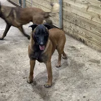 Trauma(sold), a male Belgian Malinois for sale in Greenwood, IN – Photo 5 of 10