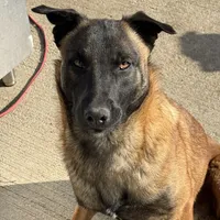 Trauma(sold), a male Belgian Malinois for sale in Greenwood, IN – Photo 3 of 10