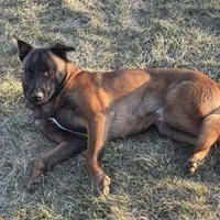 Trauma(sold), a male Belgian Malinois for sale in Greenwood, IN – Photo 4 of 10