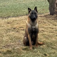 Trauma(sold), a male Belgian Malinois for sale in Greenwood, IN – Photo 8 of 10
