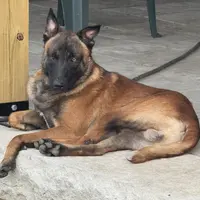 Trauma(sold), a male Belgian Malinois for sale in Greenwood, IN – Photo 2 of 10