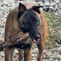 Trauma(sold), a male Belgian Malinois for sale in Greenwood, IN – Photo 9 of 10