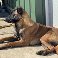 Trauma(sold), a male Belgian Malinois for sale in Greenwood, IN – Photo 10 of 10