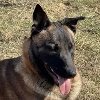 Trauma(sold), a male Belgian Malinois for sale in Greenwood, IN – Photo 6 of 10