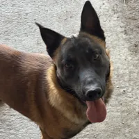 Trauma(sold), a male Belgian Malinois for sale in Greenwood, IN – Photo 7 of 10