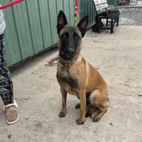 Charlie(pending), a female Belgian Malinois for sale in Greenwood, IN – Photo 4 of 5