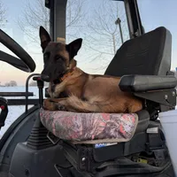 Charlie(pending), a female Belgian Malinois for sale in Greenwood, IN – Photo 3 of 5