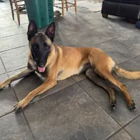 Charlie(pending), a female Belgian Malinois for sale in Greenwood, IN – Photo 1 of 5