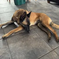 Charlie(pending), a female Belgian Malinois for sale in Greenwood, IN – Photo 2 of 5