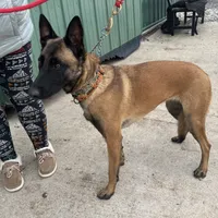 Charlie(pending), a female Belgian Malinois for sale in Greenwood, IN – Photo 5 of 5