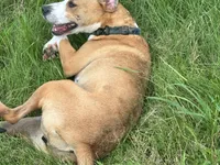 Peanut, a female American Staffordshire Terrier for sale in Greenwood, IN – 7 of 7