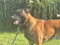 Turbo, a male Belgian Malinois for sale in Greenwood, IN – 1 of 3