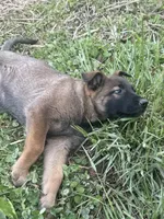 Girl 1, a female Belgian Malinois for sale in Greenwood, IN – 3 of 5