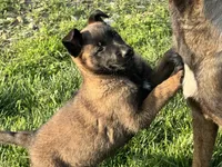 Girl 1, a female Belgian Malinois for sale in Greenwood, IN – 2 of 5