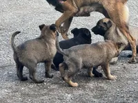 Girl 1, a female Belgian Malinois for sale in Greenwood, IN – 5 of 5