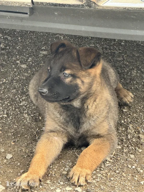 Girl 1 – Belgian Malinois puppy for sale in Greenwood, IN