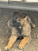 Girl 1, a female Belgian Malinois for sale in Greenwood, IN – 1 of 5