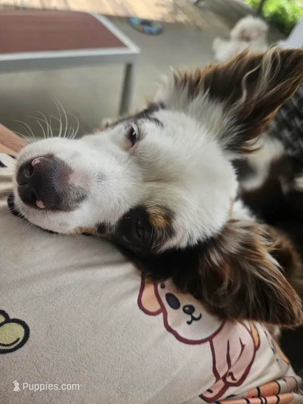 Mayzie May Jr – Toy Australian Shepherd puppy for sale in Georgetown, KY