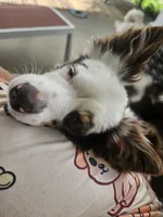 Mayzie May Jr, a female Toy Australian Shepherd for sale in Georgetown, KY – 1 of 2