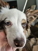 Mayzie May Jr, a female Toy Australian Shepherd for sale in Georgetown, KY – 3 of 3