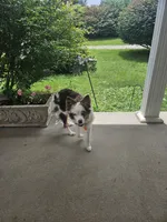 Mayzie May Jr, a female Toy Australian Shepherd for sale in Georgetown, KY – 2 of 2