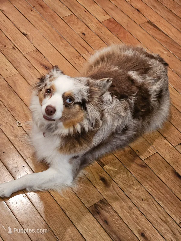 Mayzie May – Miniature Australian Shepherd puppy for sale in Georgetown, KY