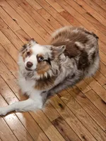 Mayzie May, a female Miniature Australian Shepherd for sale in Georgetown, KY – 1 of 1