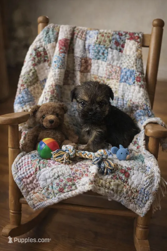 Garcia Girl2, a female Border Terrier for sale in Tina, MO – 1 of 1