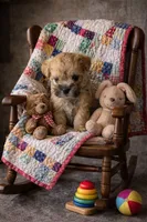 Garcia Boy , a male Border Terrier for sale in Tina, MO – 1 of 1