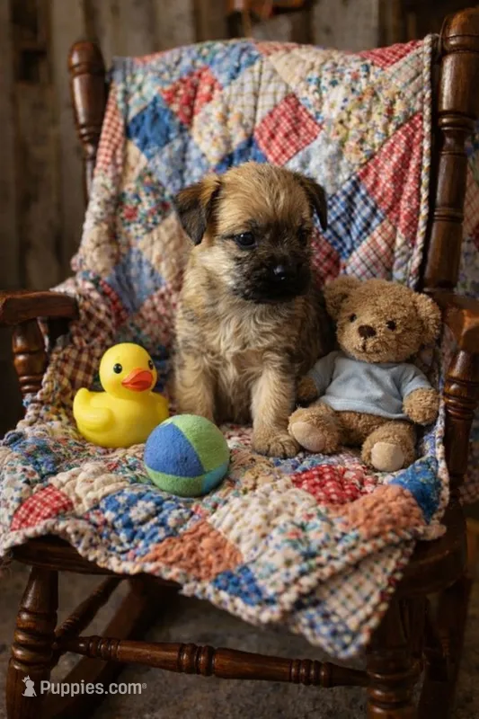 Garcia Girl – Border Terrier puppy for sale in Tina, MO