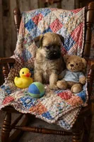 Garcia Girl, a female Border Terrier for sale in Tina, MO – 1 of 1