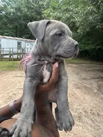 Storm, a female American Pit Bull Terrier for sale in Dacula, GA – 3 of 8