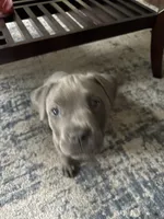 Storm, a female American Pit Bull Terrier for sale in Dacula, GA – 5 of 8
