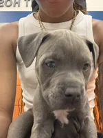 Storm, a female American Pit Bull Terrier for sale in Dacula, GA – 4 of 8