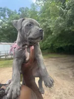 Storm, a female American Pit Bull Terrier for sale in Dacula, GA – 6 of 8