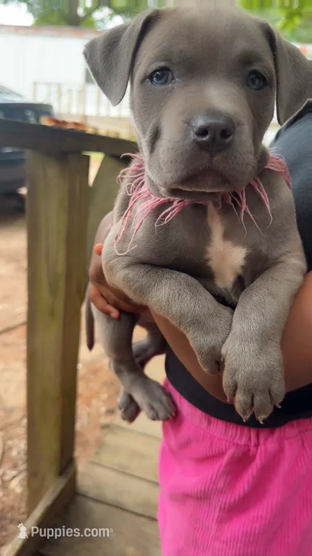 Storm – American Pit Bull Terrier puppy for sale in Dacula, GA