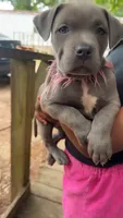 Storm, a female American Pit Bull Terrier for sale in Dacula, GA – 1 of 8
