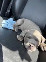 Storm, a female American Pit Bull Terrier for sale in Dacula, GA – 7 of 8