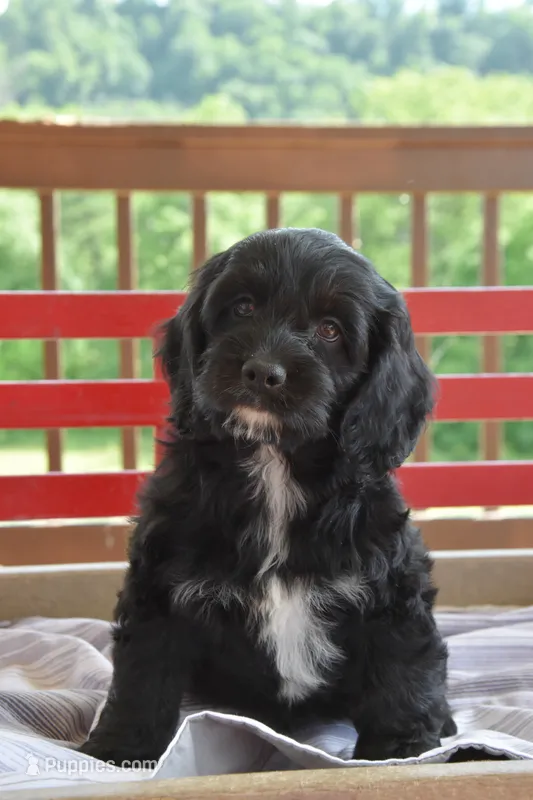 Patty – Cockapoo puppy for sale in Winfield, PA