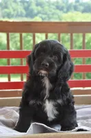 Patty, a female Cockapoo for sale in Winfield, PA – 1 of 5